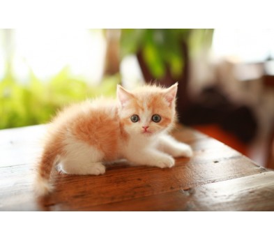 브리티쉬숏헤어 분양합니다