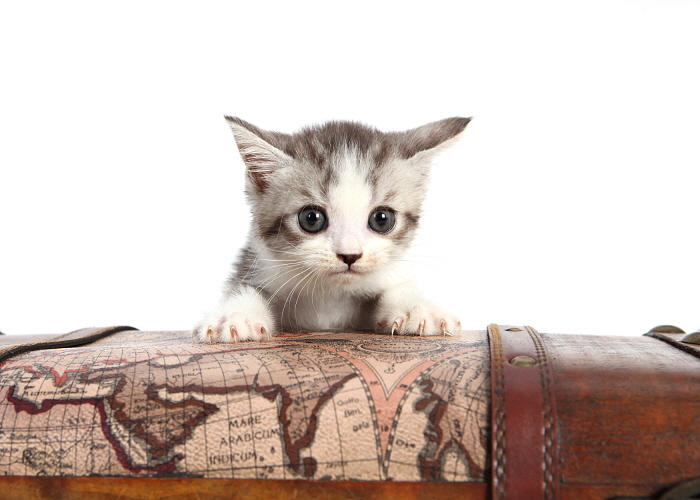 브리티쉬숏헤어 분양합니다