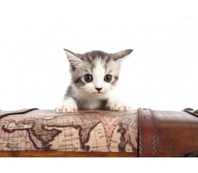 브리티쉬숏헤어 분양합니다