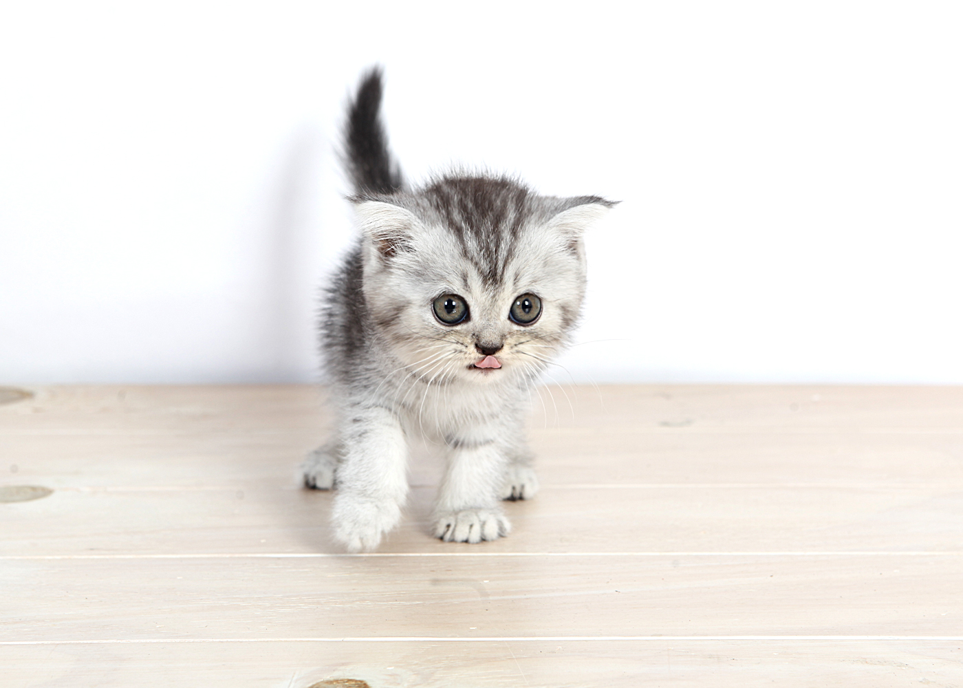 브리티쉬숏헤어 분양합니다