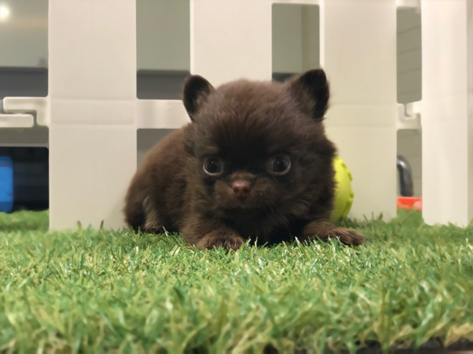 치와와 분양합니다