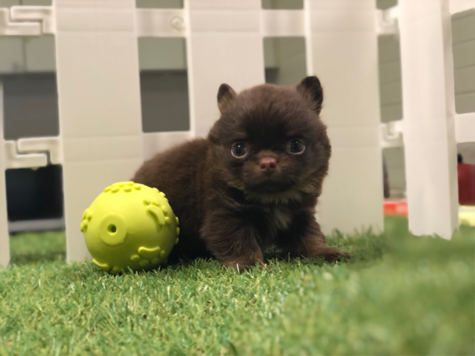 치와와 분양합니다