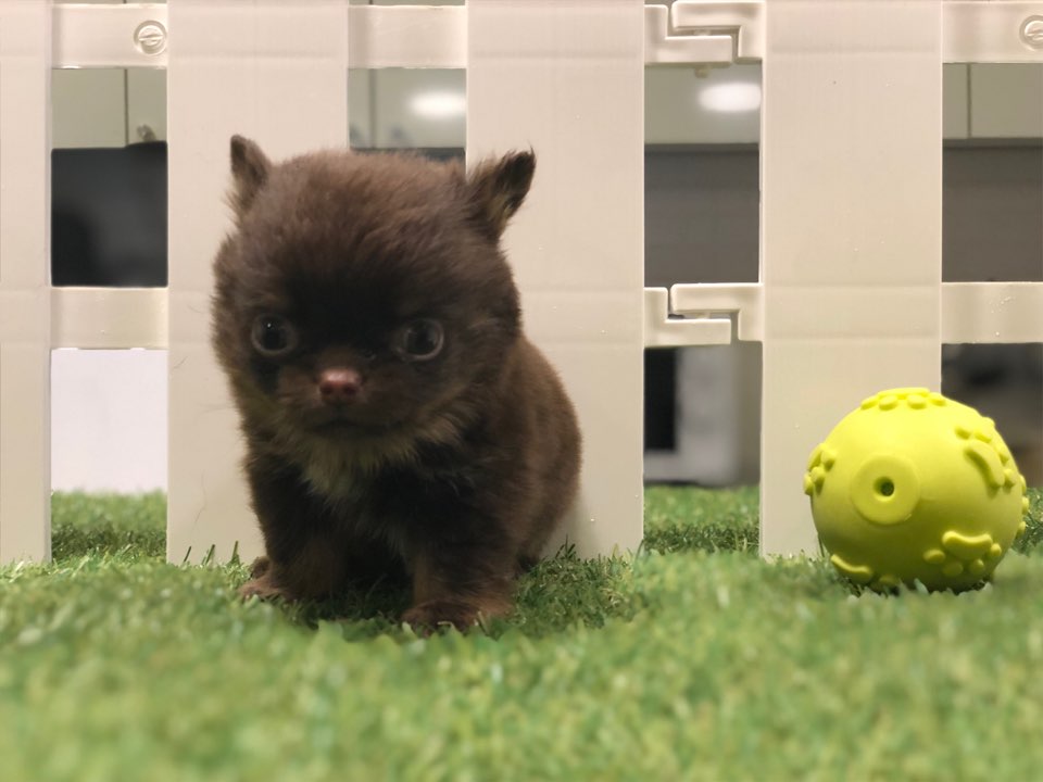 치와와 분양합니다