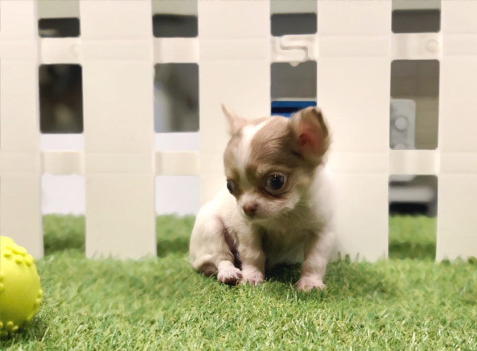 치와와 분양합니다