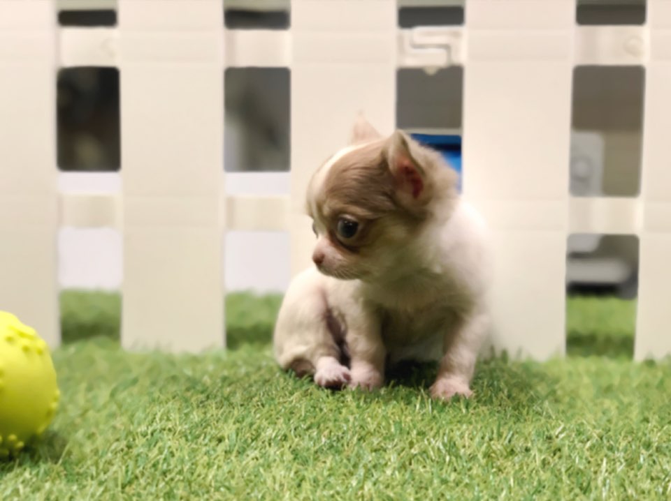 치와와 분양합니다