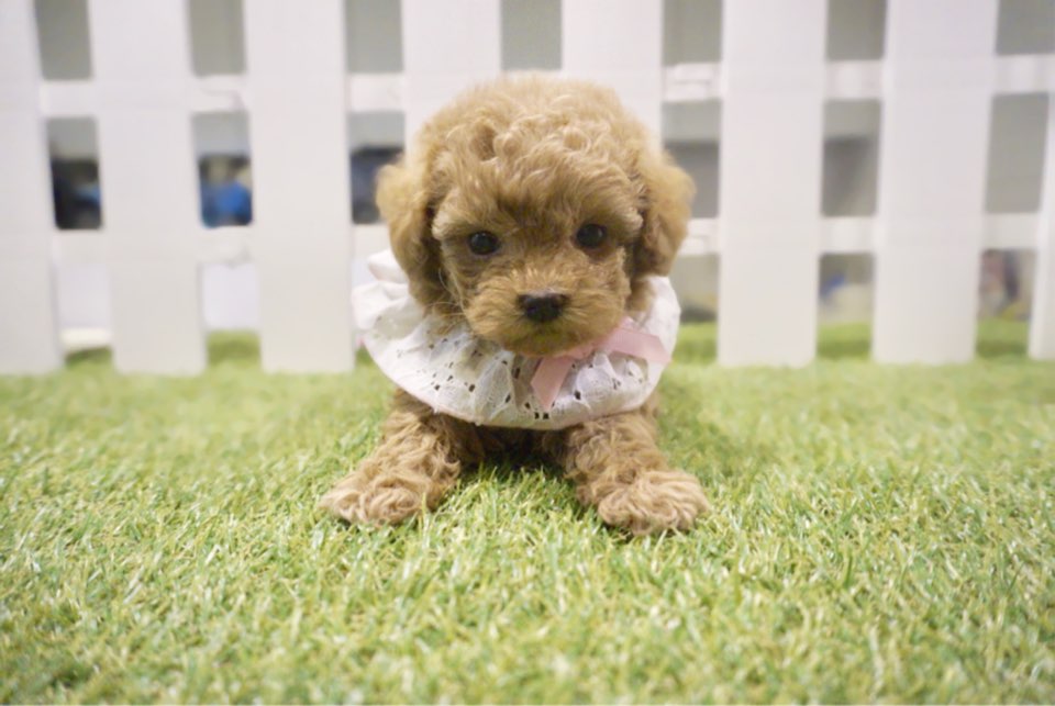 토이푸들분양(10만원부터)