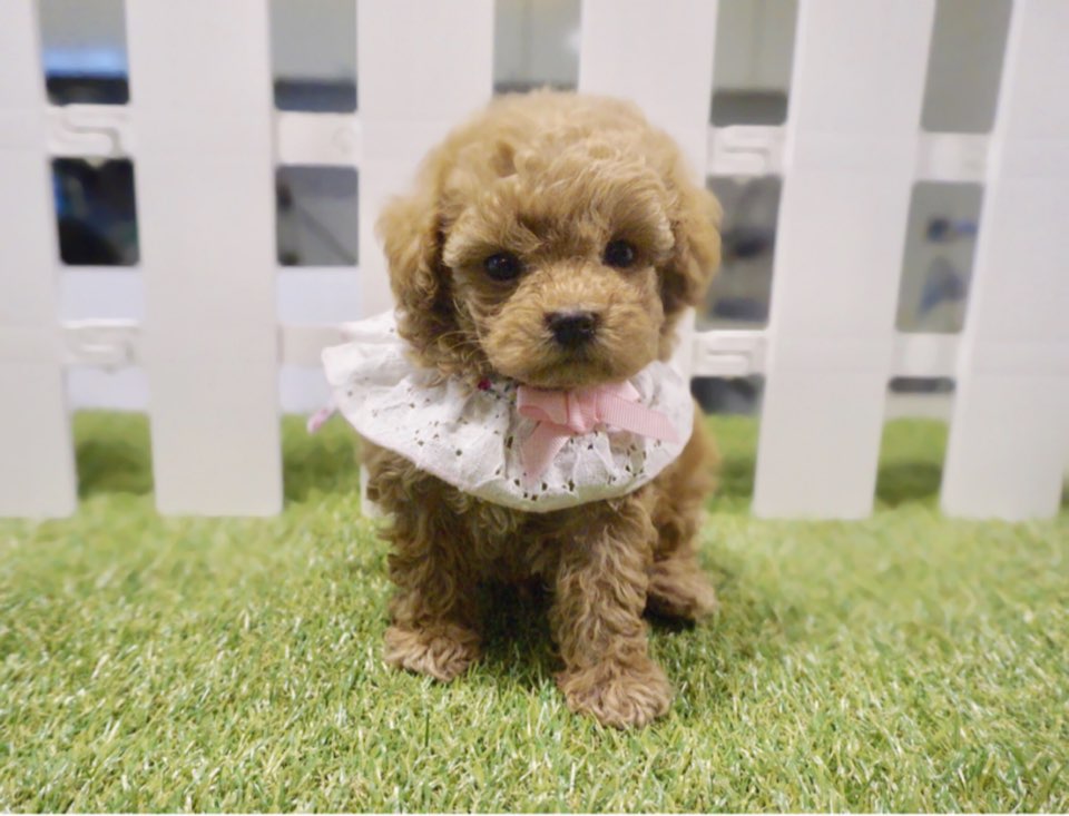 토이푸들분양(10만원부터)