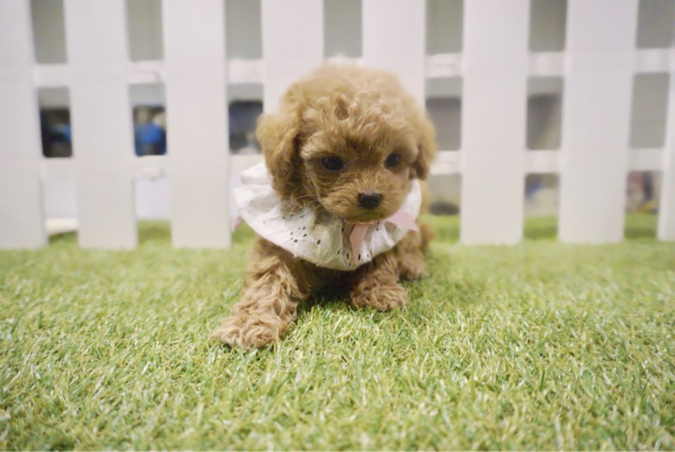 토이푸들분양(10만원부터)