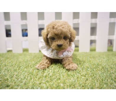 토이푸들분양(10만원부터)