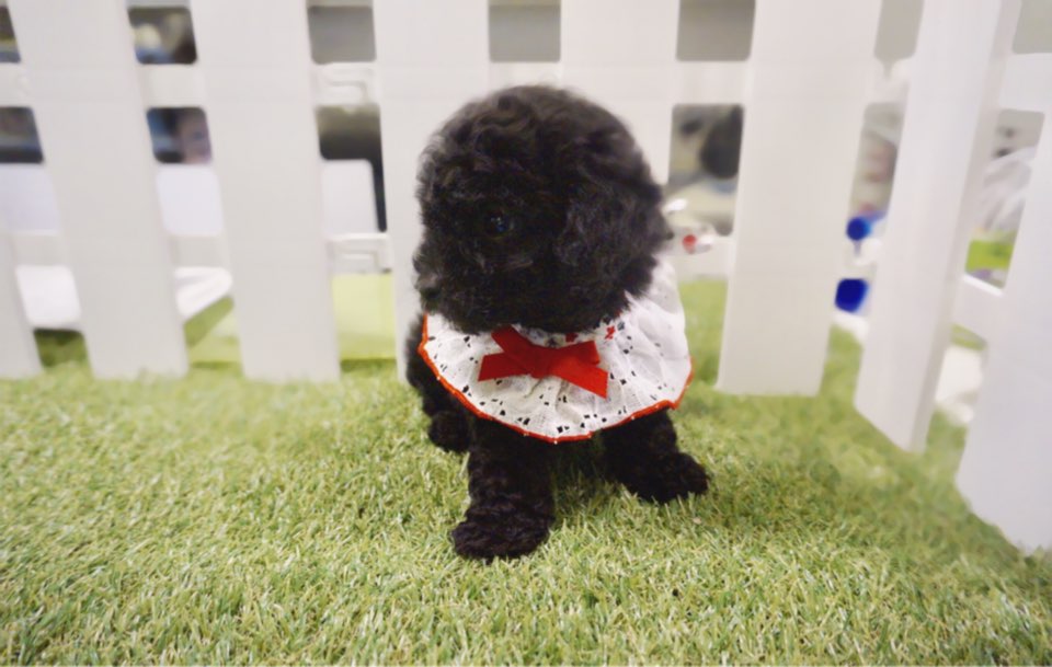 토이푸들분양(10만원부터)