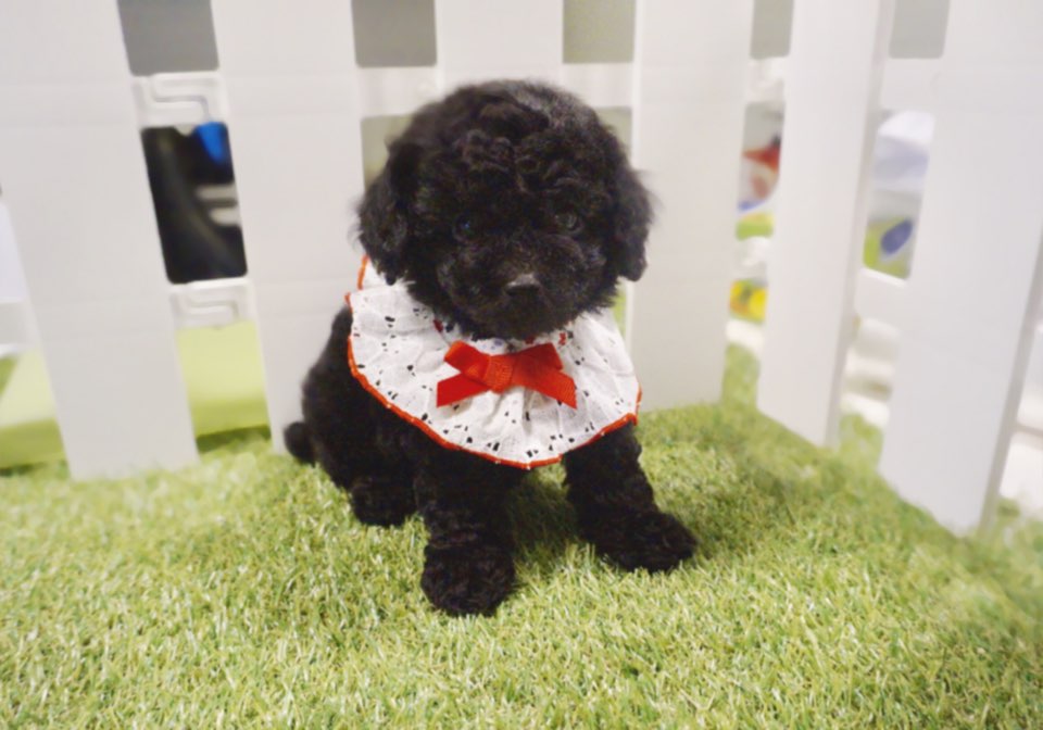 토이푸들분양(10만원부터)