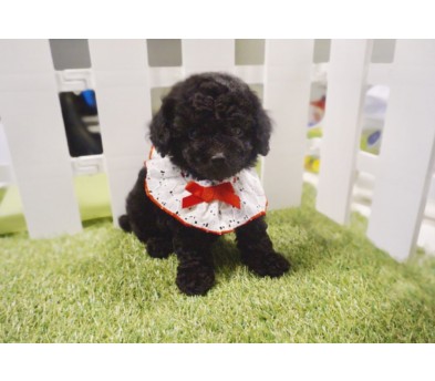 토이푸들분양(10만원부터)