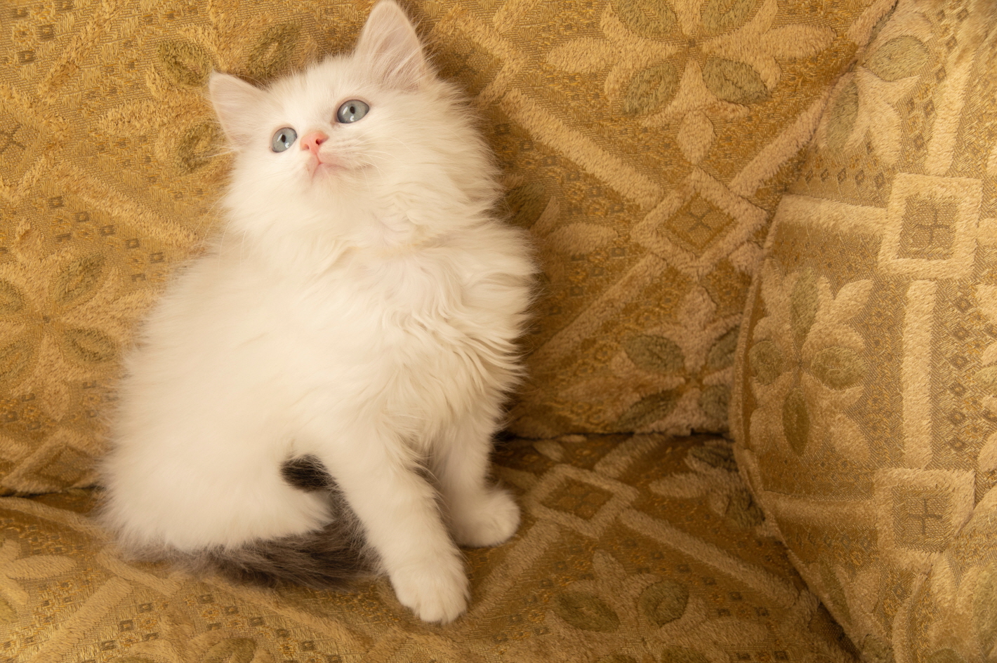 렉돌 분양합니다