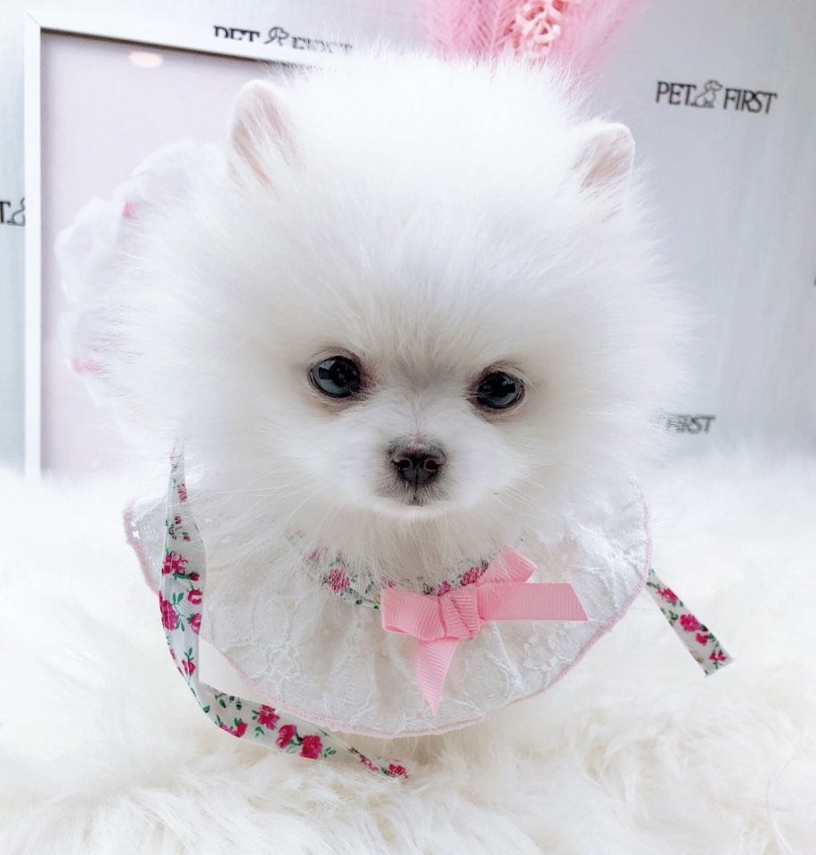 포메라니안분양(20만원부터)