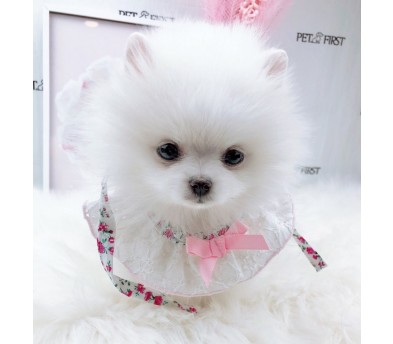 포메라니안분양(20만원부터)