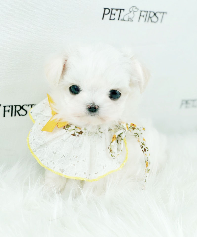 말티즈분양(10만원부터)