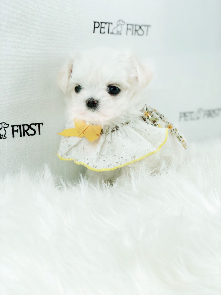 말티즈분양(10만원부터)