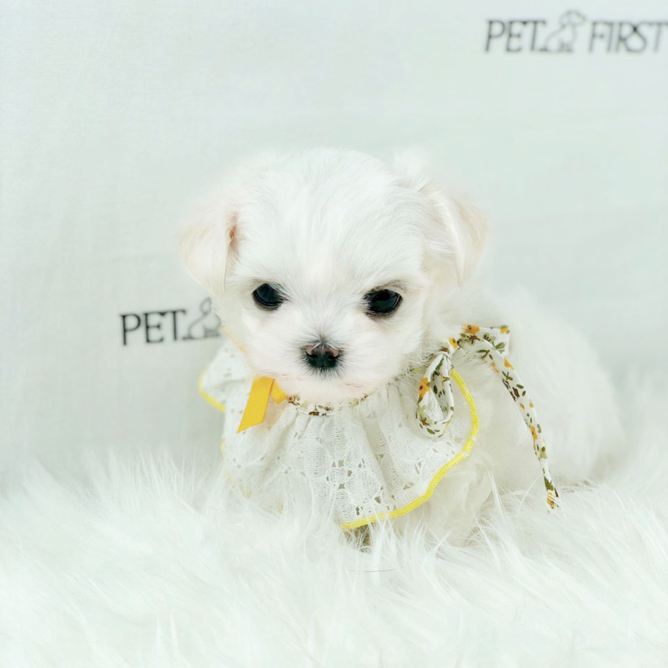 말티즈분양(10만원부터)