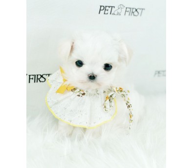 말티즈분양(10만원부터)