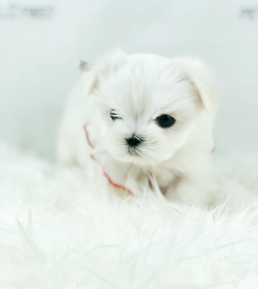 말티즈분양(10만원부터)