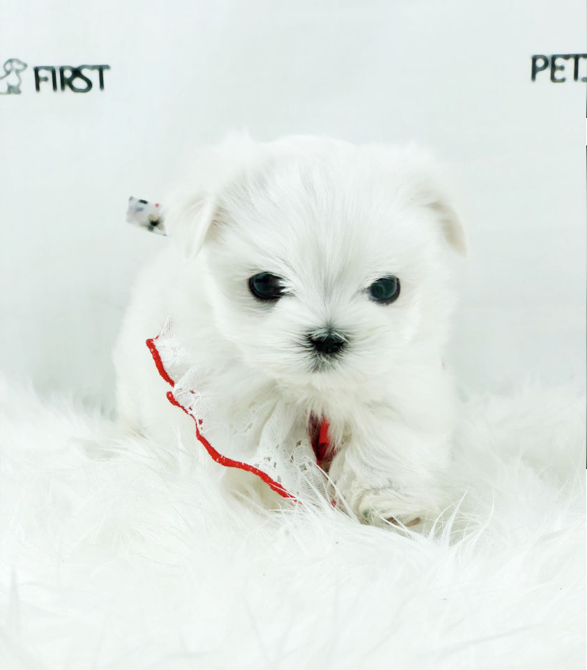 말티즈분양(10만원부터)