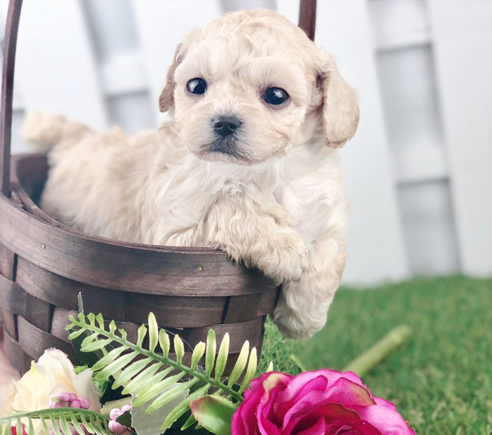 토이푸들분양(10만원부터)