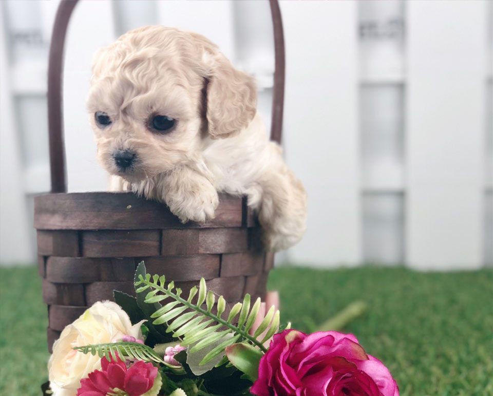 토이푸들분양(10만원부터)