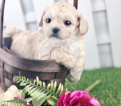 토이푸들분양(10만원부터)