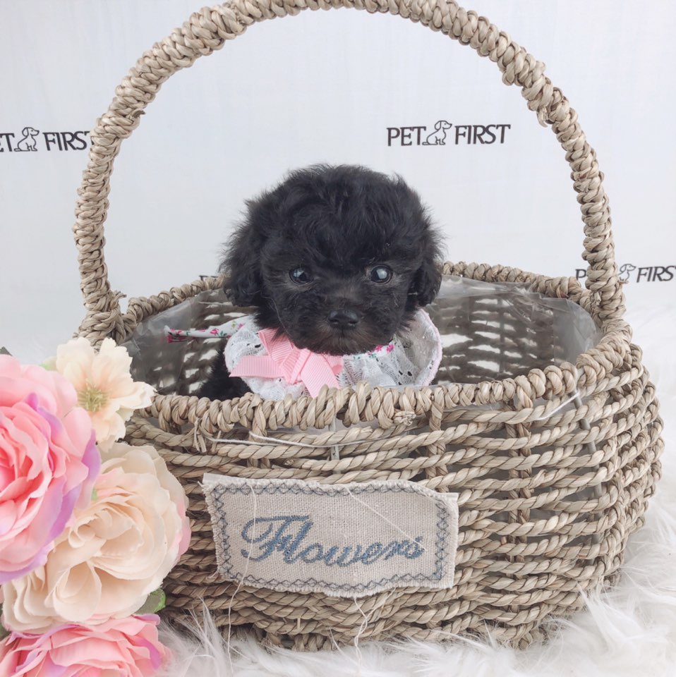 토이푸들분양(10만원부터)