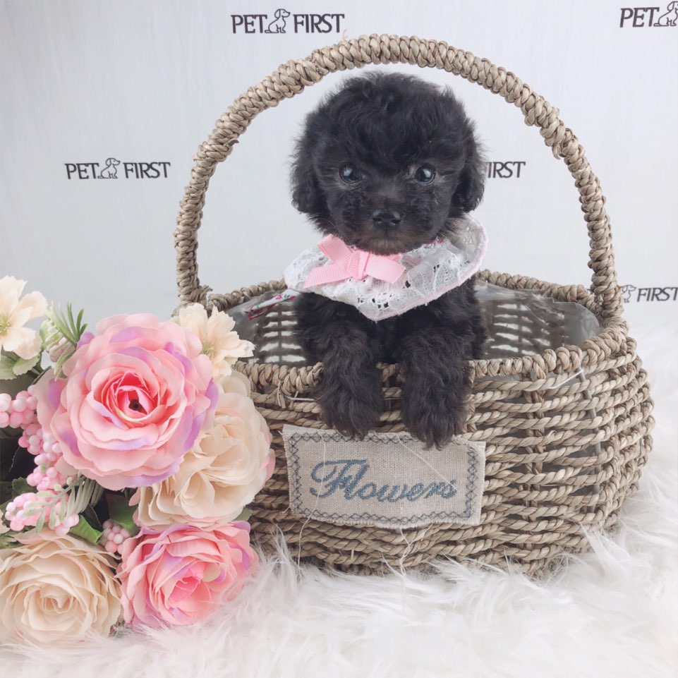 토이푸들분양(10만원부터)