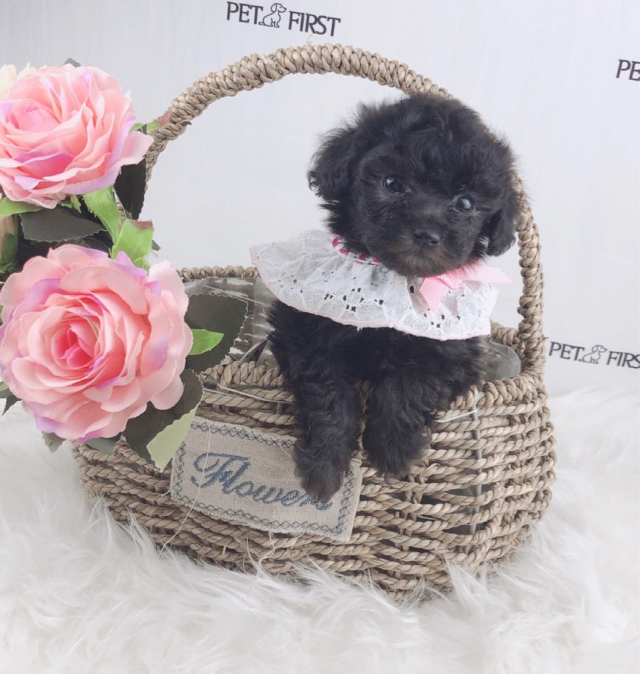 토이푸들분양(10만원부터)