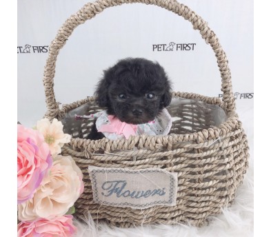 토이푸들분양(10만원부터)