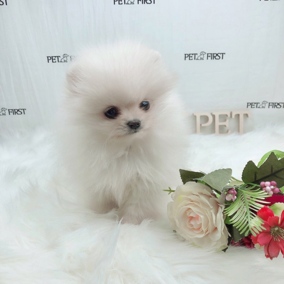 포메라니안분양(20만원부터)