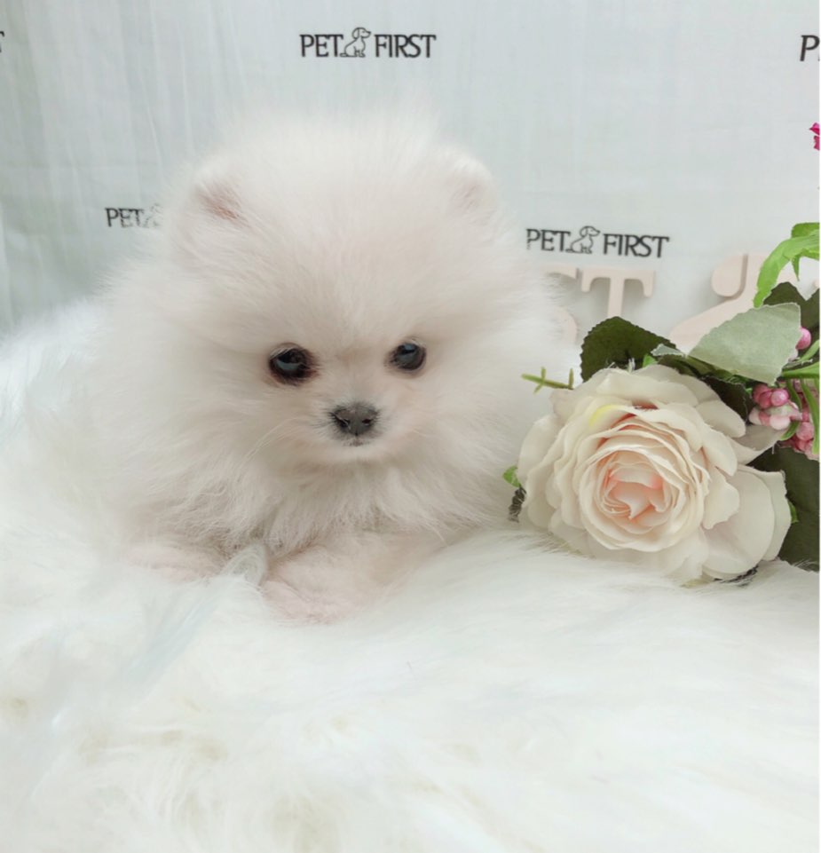 포메라니안분양(20만원부터)