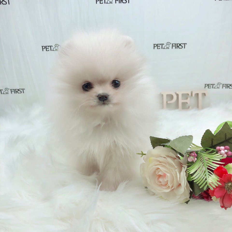 포메라니안분양(20만원부터)