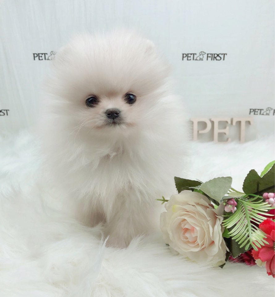 포메라니안분양(20만원부터)