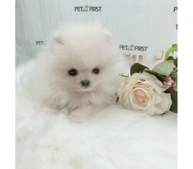 포메라니안분양(20만원부터)