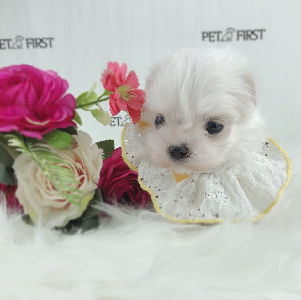 말티즈분양(10만원부터)