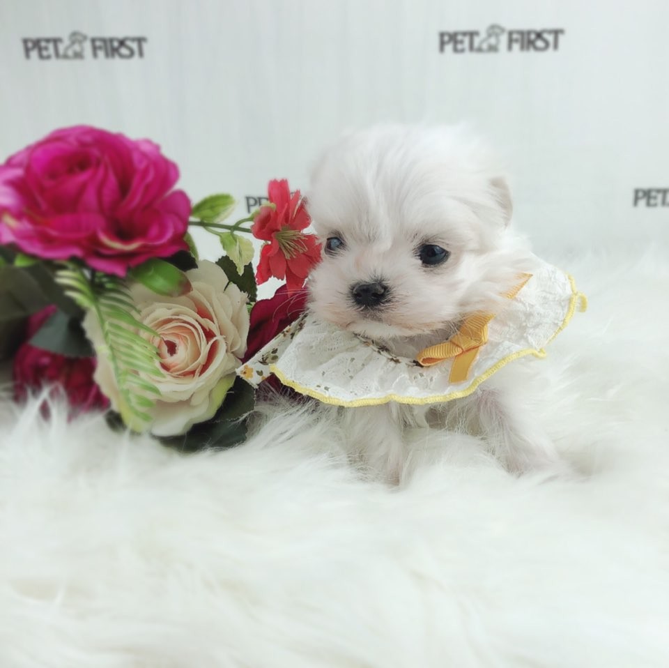 말티즈분양(10만원부터)