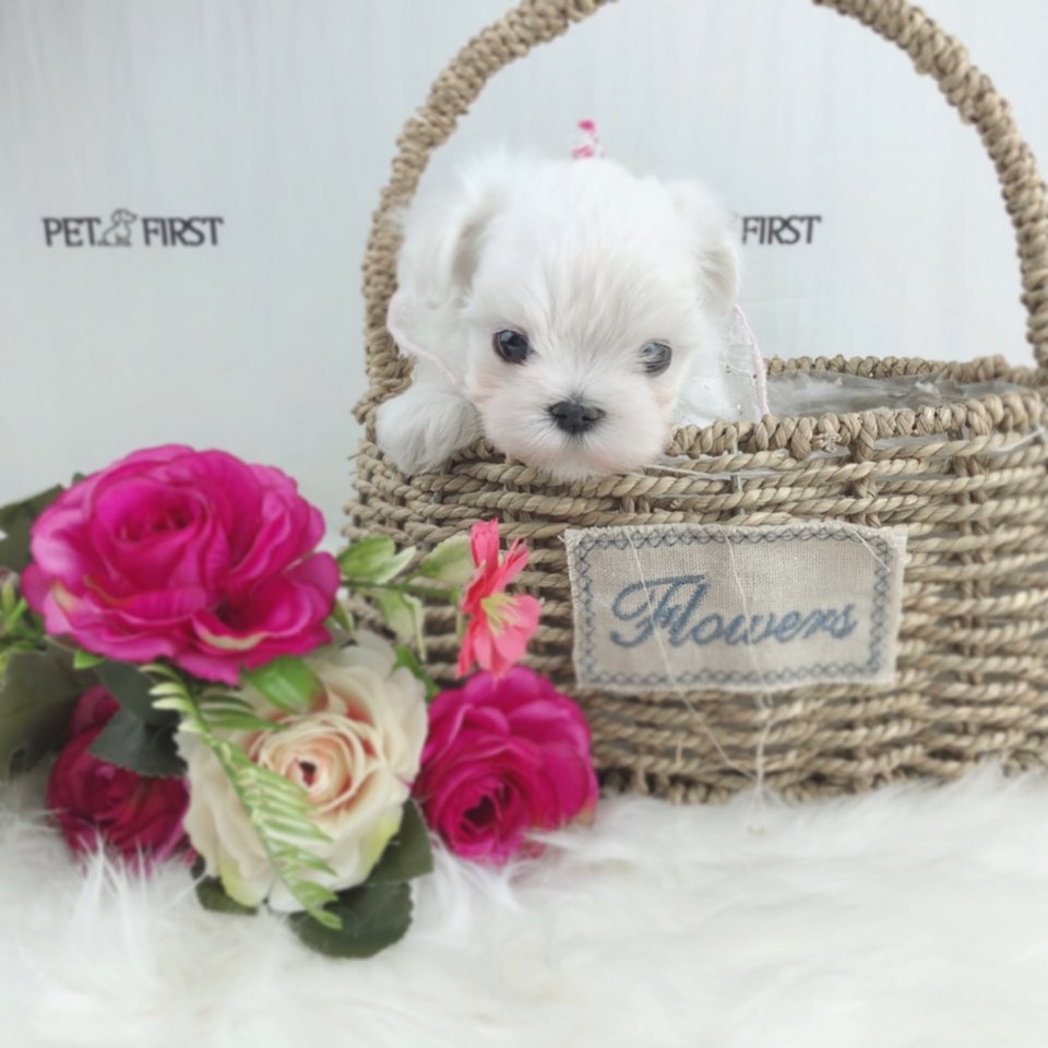 말티즈분양(10만원부터)