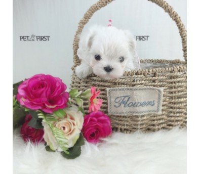 말티즈분양(10만원부터)