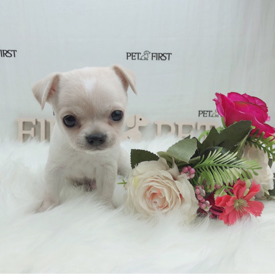 치와와 분양합니다