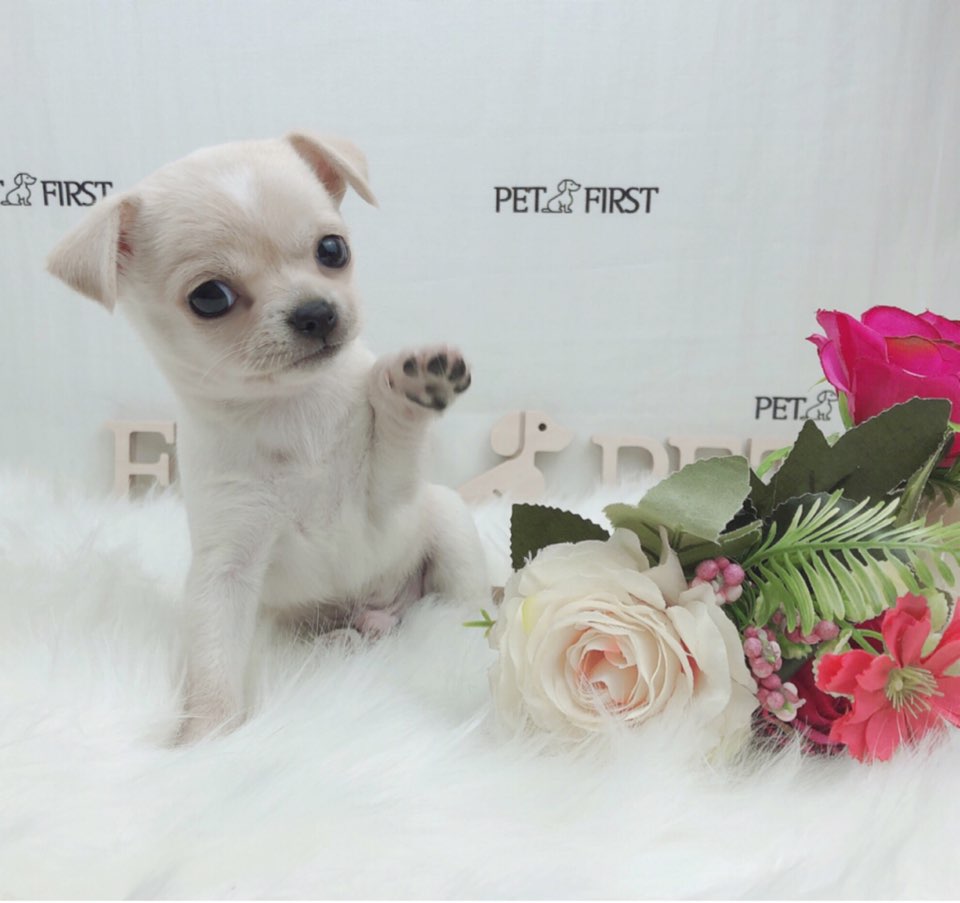 치와와 분양합니다