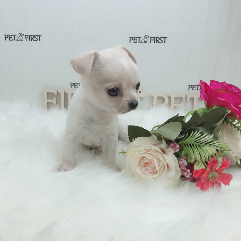 치와와 분양합니다