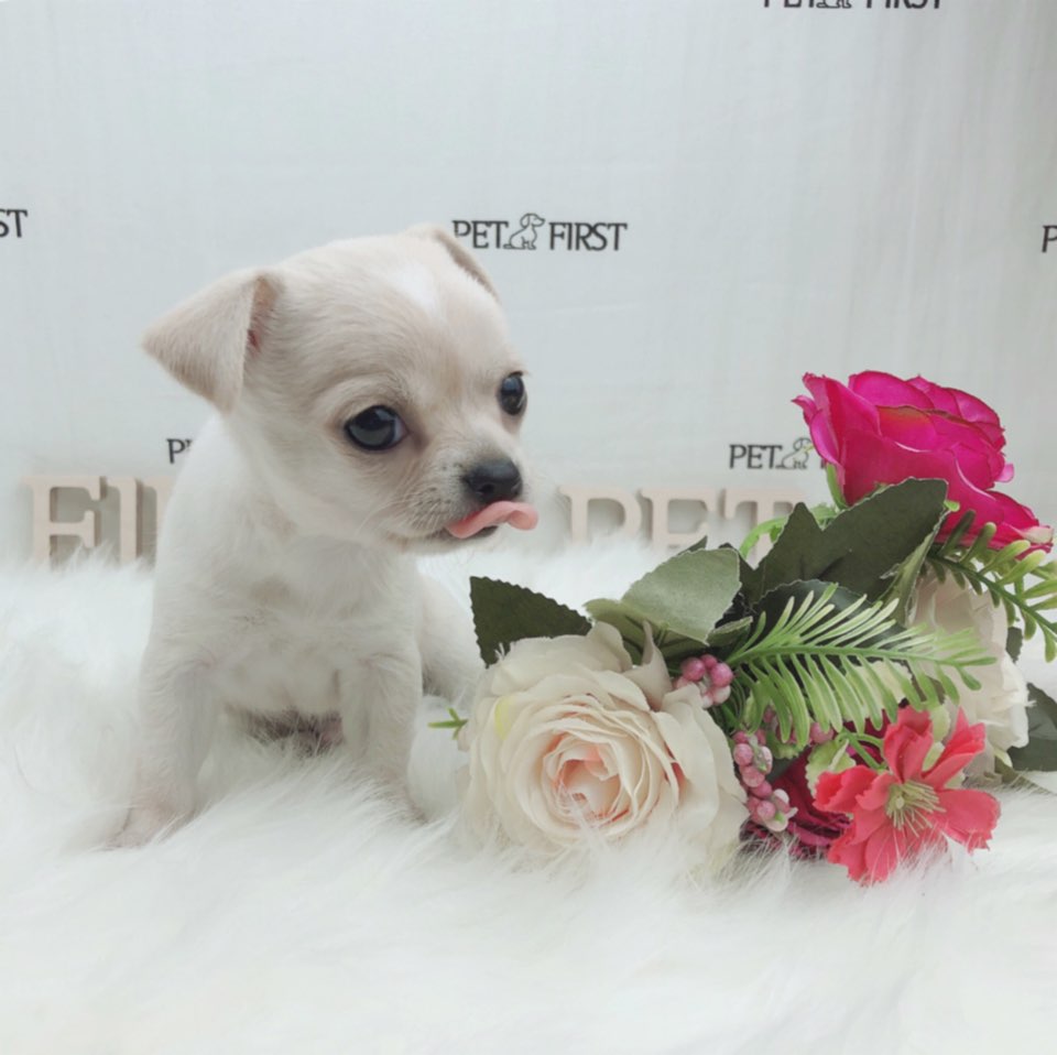 치와와 분양합니다