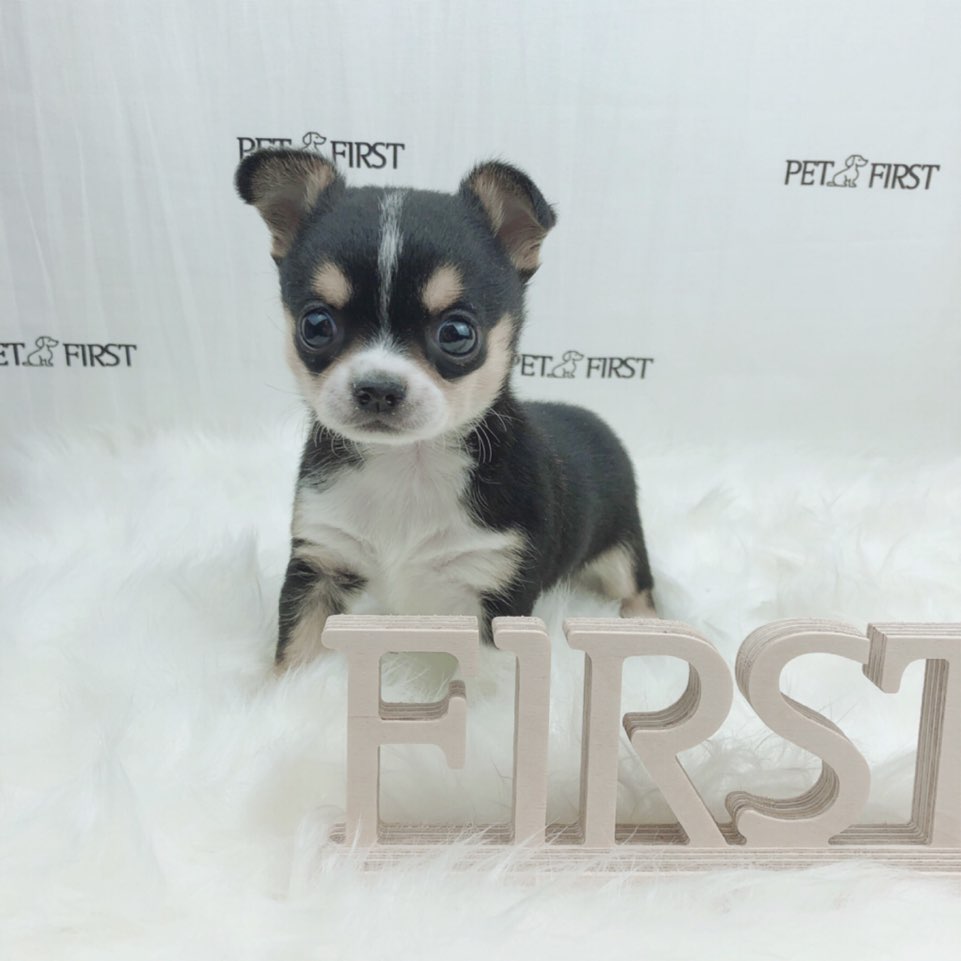 치와와 분양합니다