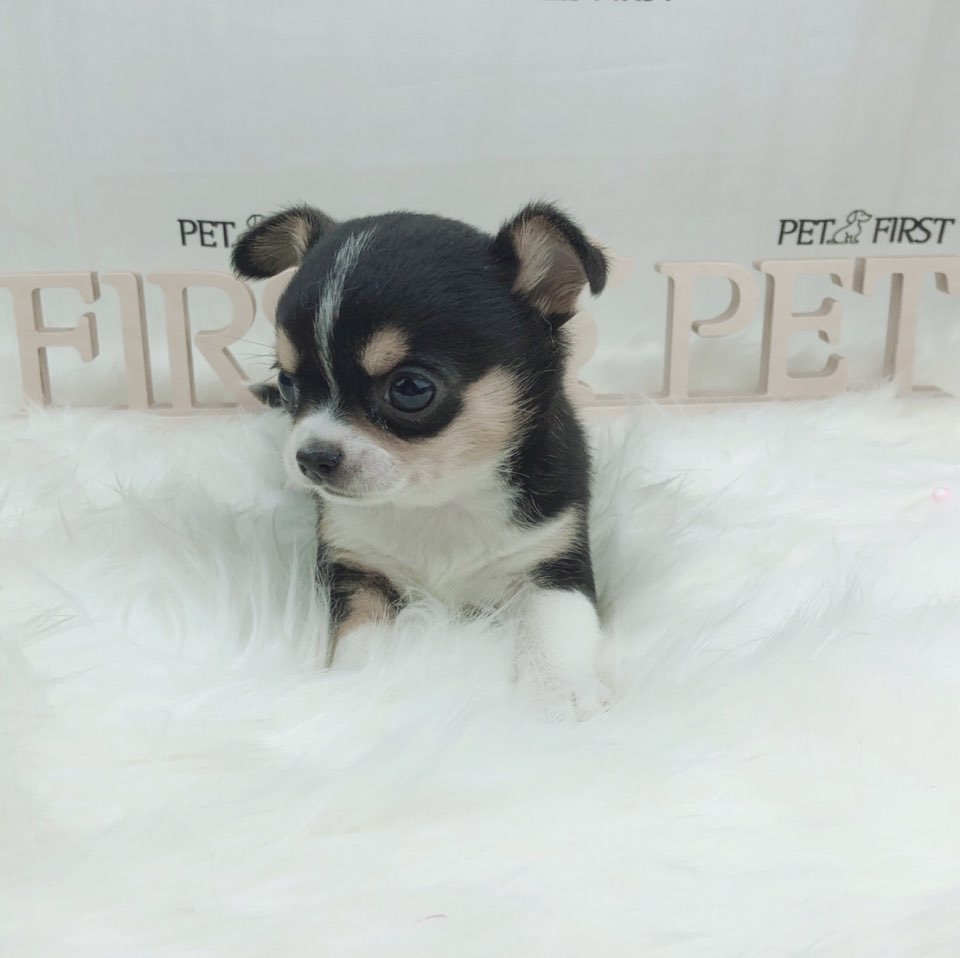 치와와 분양합니다