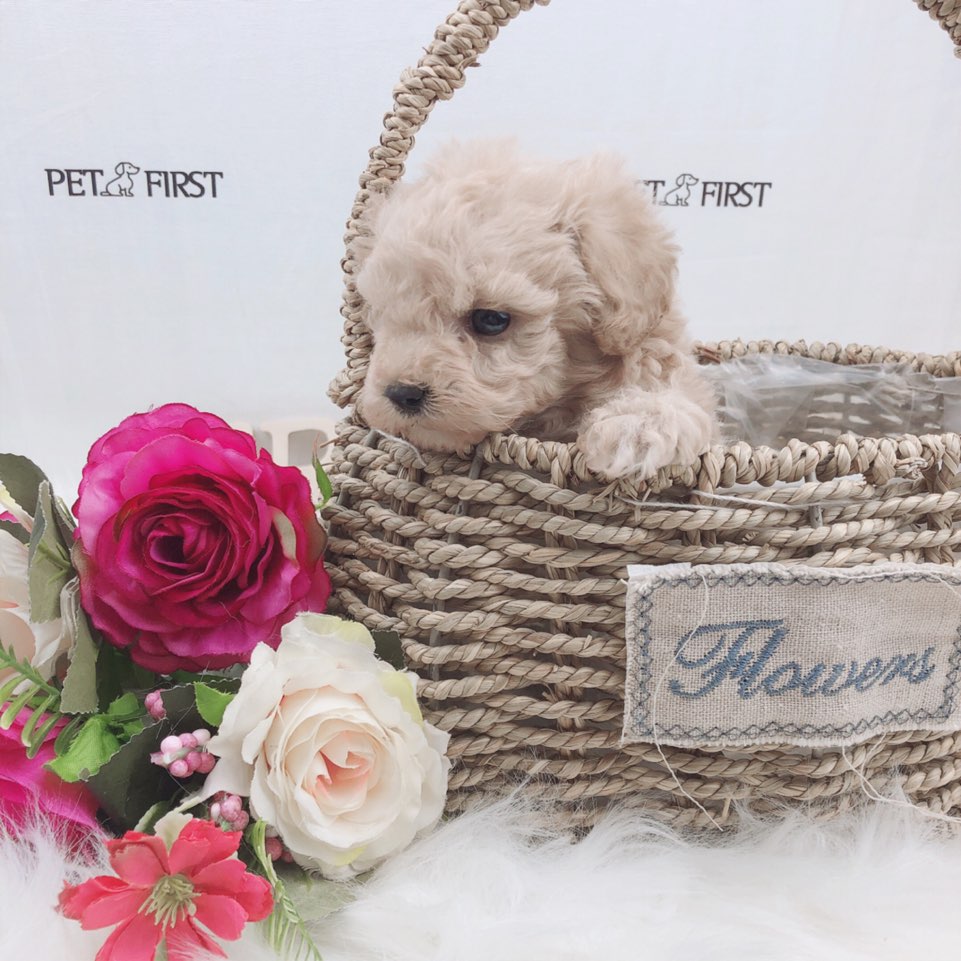 토이푸들분양(10만원부터)