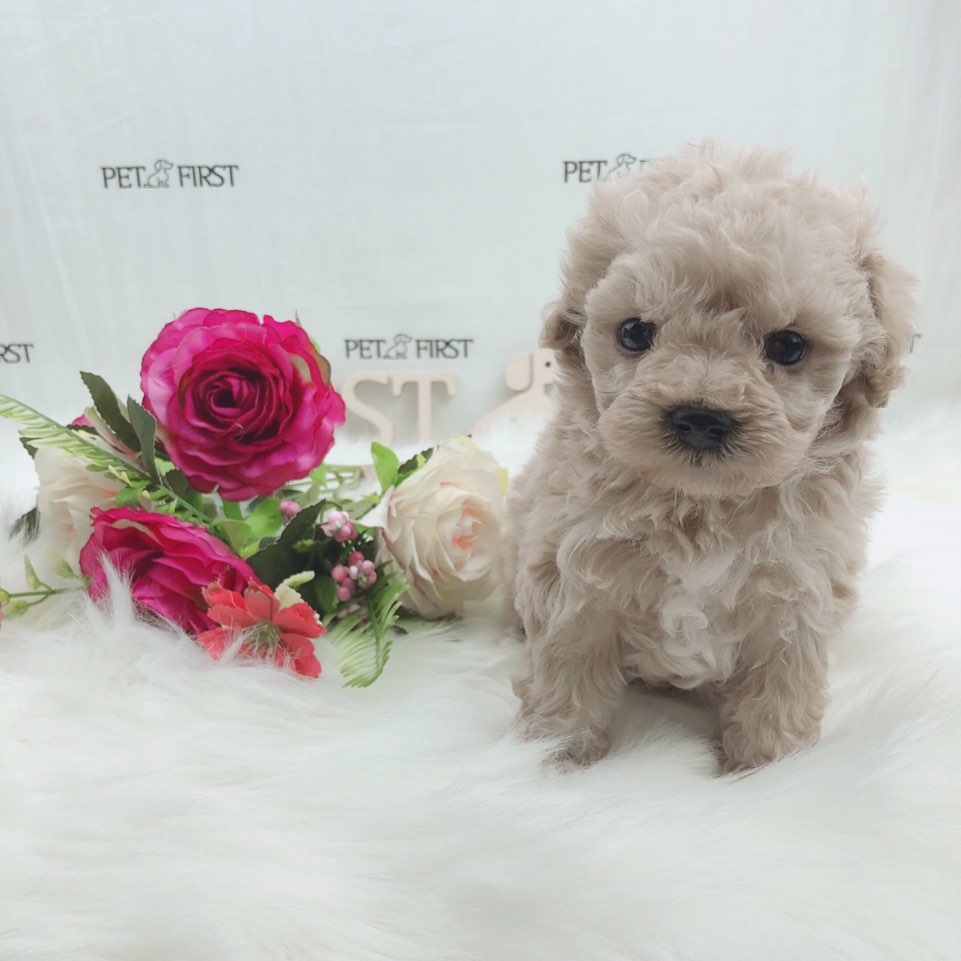 토이푸들분양(10만원부터)