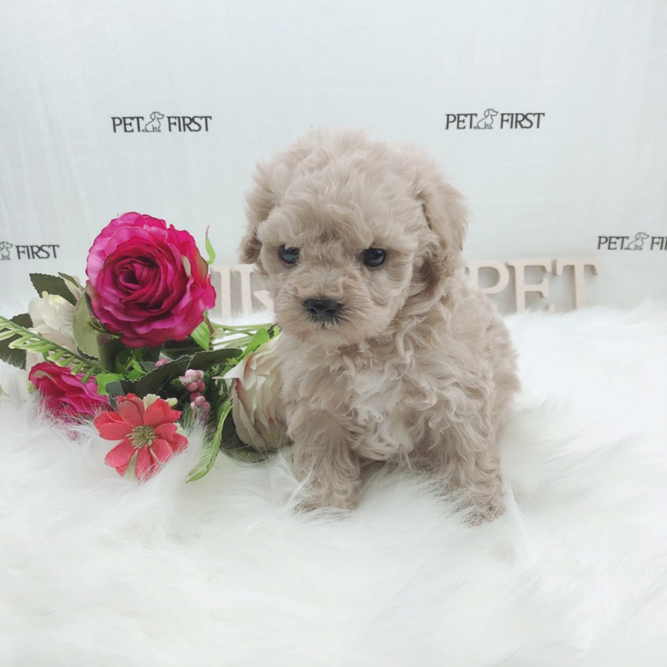 토이푸들분양(10만원부터)